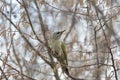 Grey-headed Woodpecker Picus canus Royalty Free Stock Photo